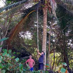 Beim Kokosnüsse ernten