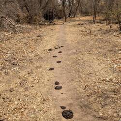 Cattle roam freely. Gates, seen at the back, must be kept closed. Cows love it here!