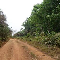 Wieder auf der Piste - auch wenn es nur eine Plantage ist, hat man den Eindruck durch Wald zu fahren