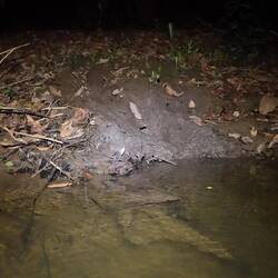 Zwergflusspferde sehen wir nicht, aber hier sollen sie vor drei Tagen hochgelaufen sein