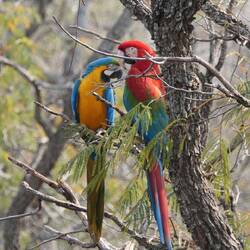 Ein seltenes gemischtes Pärchen!