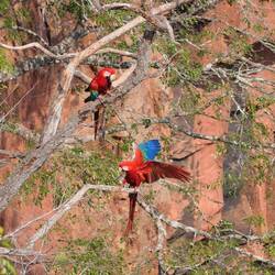 ...und landen auf dem Bäumen...