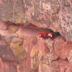 ...oder bei ihren Nistplätze in den Steinwänden.