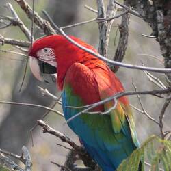 Ein schüchterner Grünflügelara