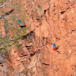 Immer wieder fliegen Papageien in Schwärmen oder Paaren hoch in der Luft...