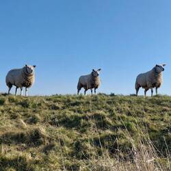 Unschuldslämmer oder Sündenböcke?🤔