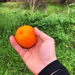 Frisch gepflückt am besten!