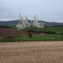 Spring blossoms in the rain
