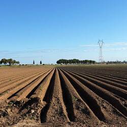 Potato field