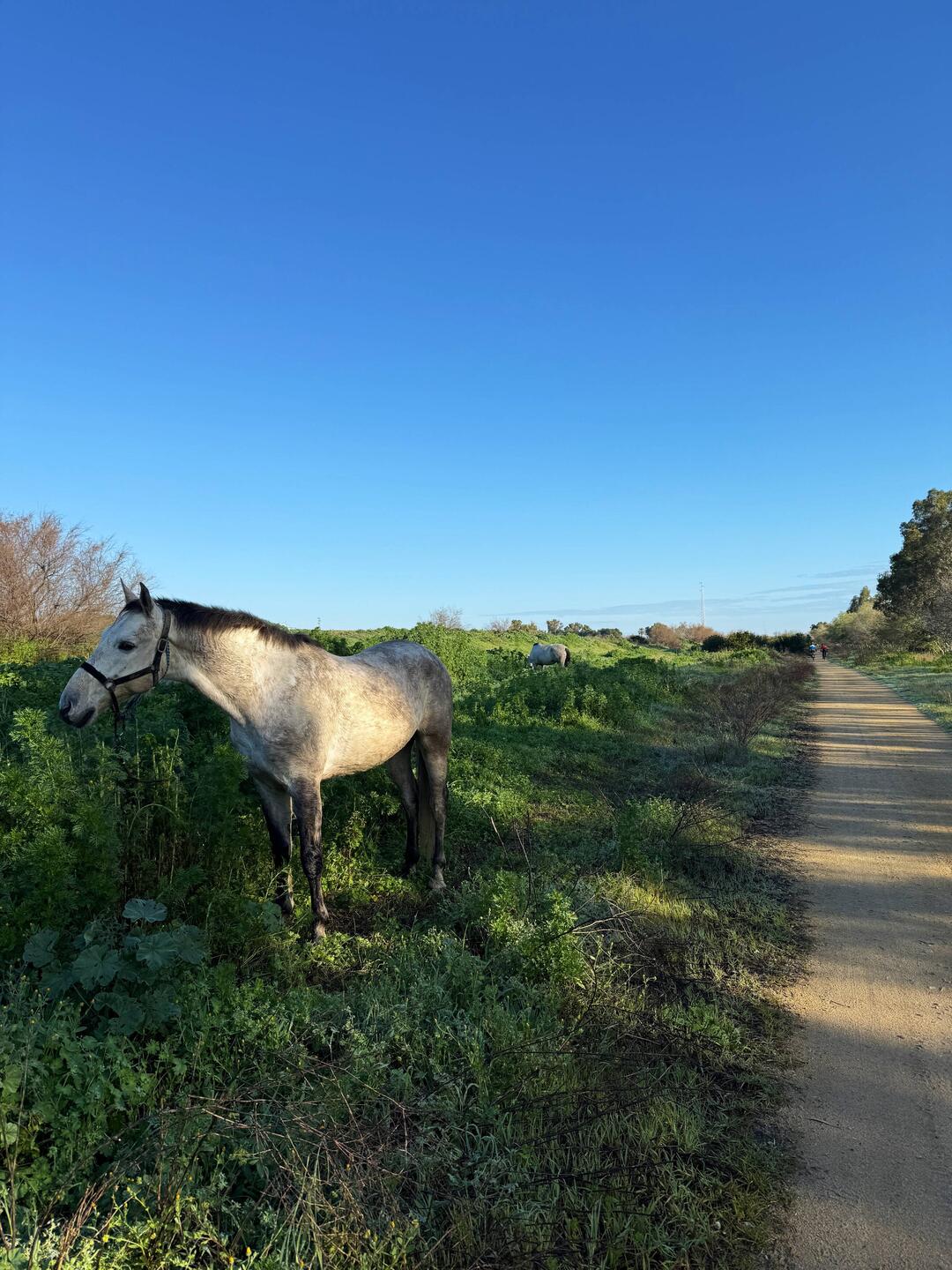 Horse grazing outside Sevilla