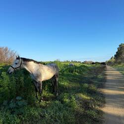 Horse grazing outside Sevilla