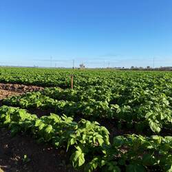 Potato field