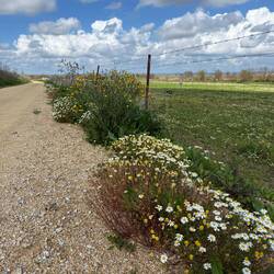 Flowers near cow pasture