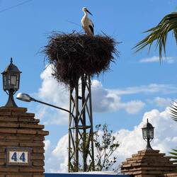 Stork