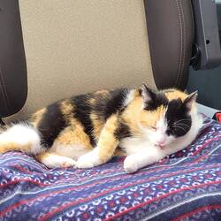 Leni macht sich wieder hübsch. 😽