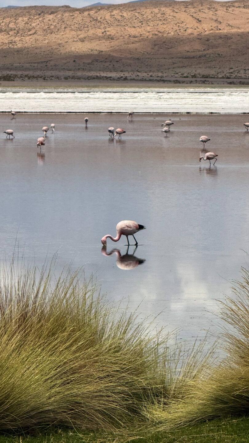 Flamingos