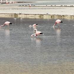 Flamingos
