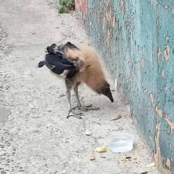 Bébé vautour perdu dans la ville
