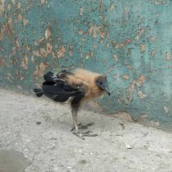 Un bébé vautour perdu dans la ville