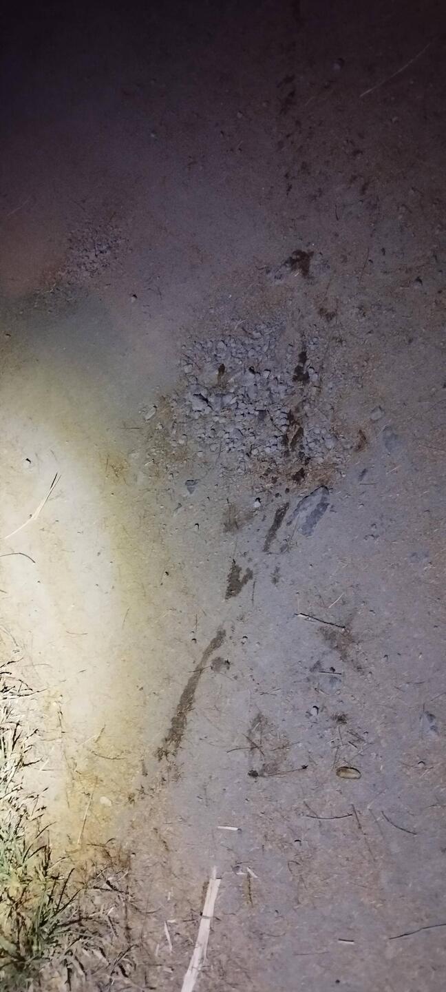 Les traces laissées par le crocodile