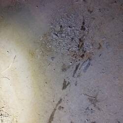 Les traces laissées par le crocodile