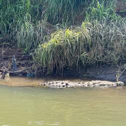 They named thus croc "Captain Hook" because he's missing some fingers