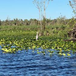 Wood Stork