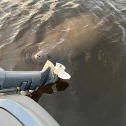 This guy had to come check out the newest boat in town. lol