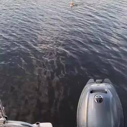 Manatee dragging his tracker near us