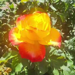 Aside from the obvious roses, the round flowers are Dahlia varieties. TONS of color differences!