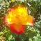Aside from the obvious roses, the round flowers are Dahlia varieties. TONS of color differences!