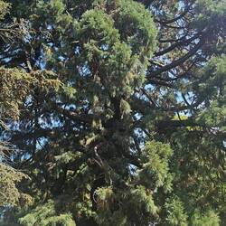 HUGE Trees!!