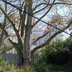 Was sich hinter Bäumen alles versteckt