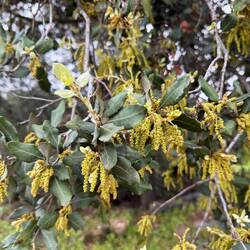 Oak trees flowering