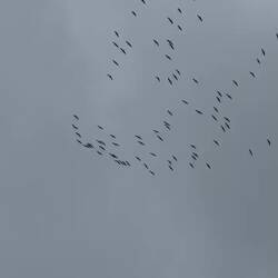 Common crane migration.
