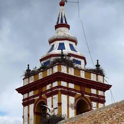 Storks mating on church roof