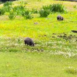 Iberian pigs