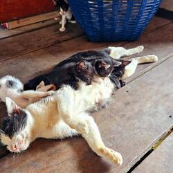Bei meiner Unterkunft The Smiling Lao - 5 Babykatzen