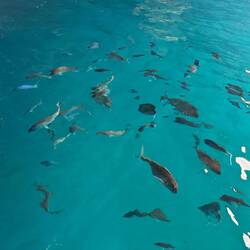 View of the fish inside one of the caves- this area was within a marine reserve and FULL of fish