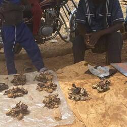 Und wieder Delikatessen: getrocknete Frösche