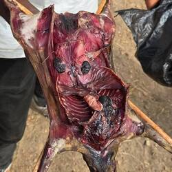 Unterwegs hat uns einer eine luftgetrocknete Rate angeboten. Nur 1,80 Euro.