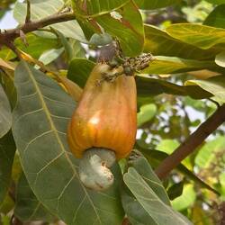 Eine Cashew-Frucht. Aus dem Apfel (oben) wird Saft und Marmelade gemacht. Unten die Cashew-Kerne.