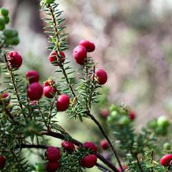 Torfmyrte, wächst wirklich überall und in den knalligsten Pinktönen