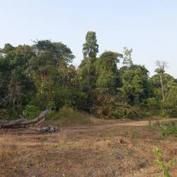 Zumindest ein Stück natürlichen Waldes gibt es noch