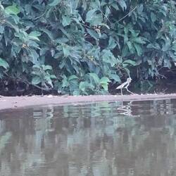 Ein Weißscheitelkiebitz läuft am Ufer entlang