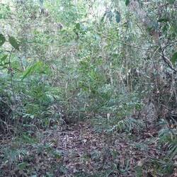 So dicht und scheinbar undurchdringbar!