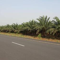 Ölpalmen soweit das Auge reicht