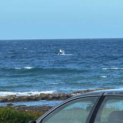 Bass Strait whales from our front door
