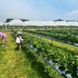 Strawberry picking all to ourselves!