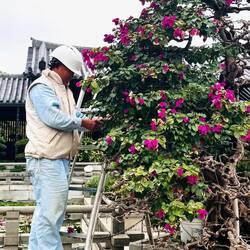 Man at Work am Nonnenstrauch